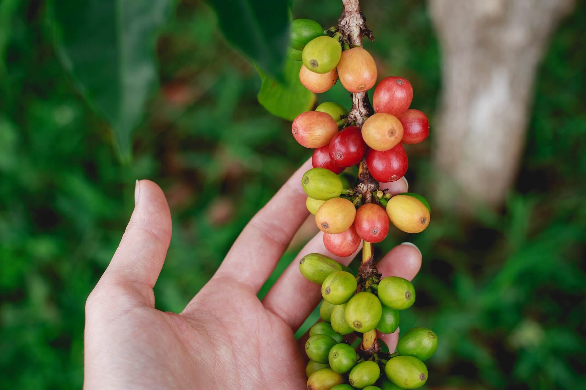 A beginners’ guide to brewing with Chemex