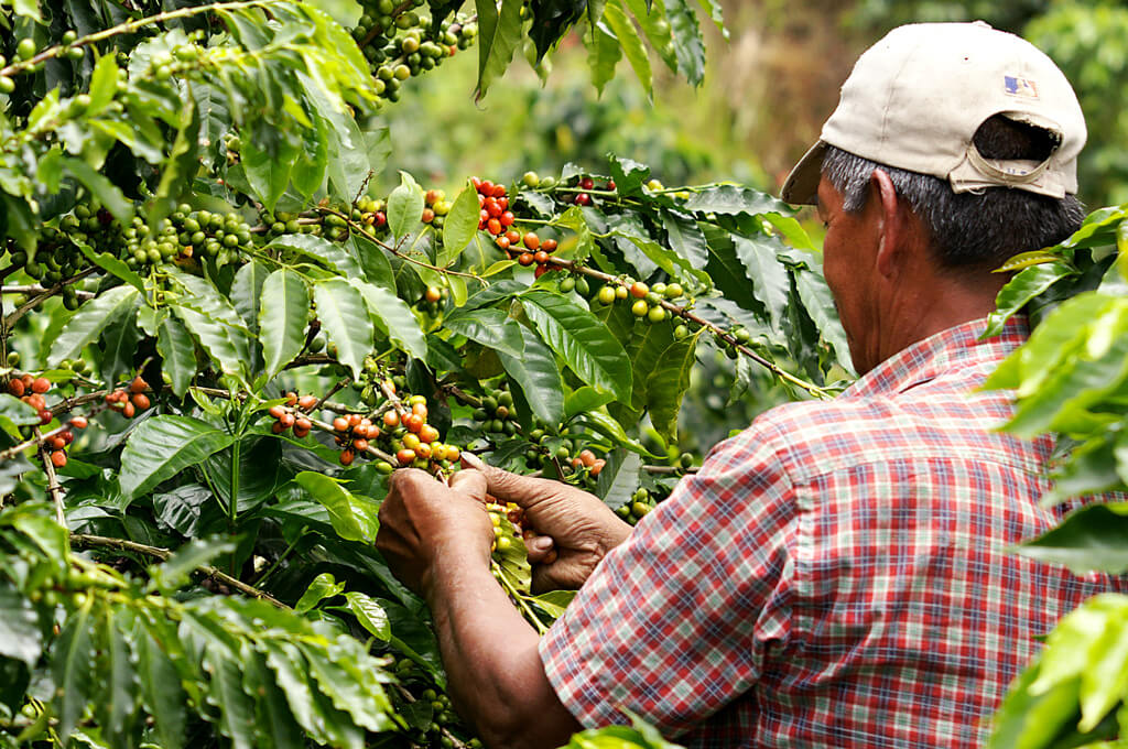 Making sense of the SCAA’s new Flavor Wheel